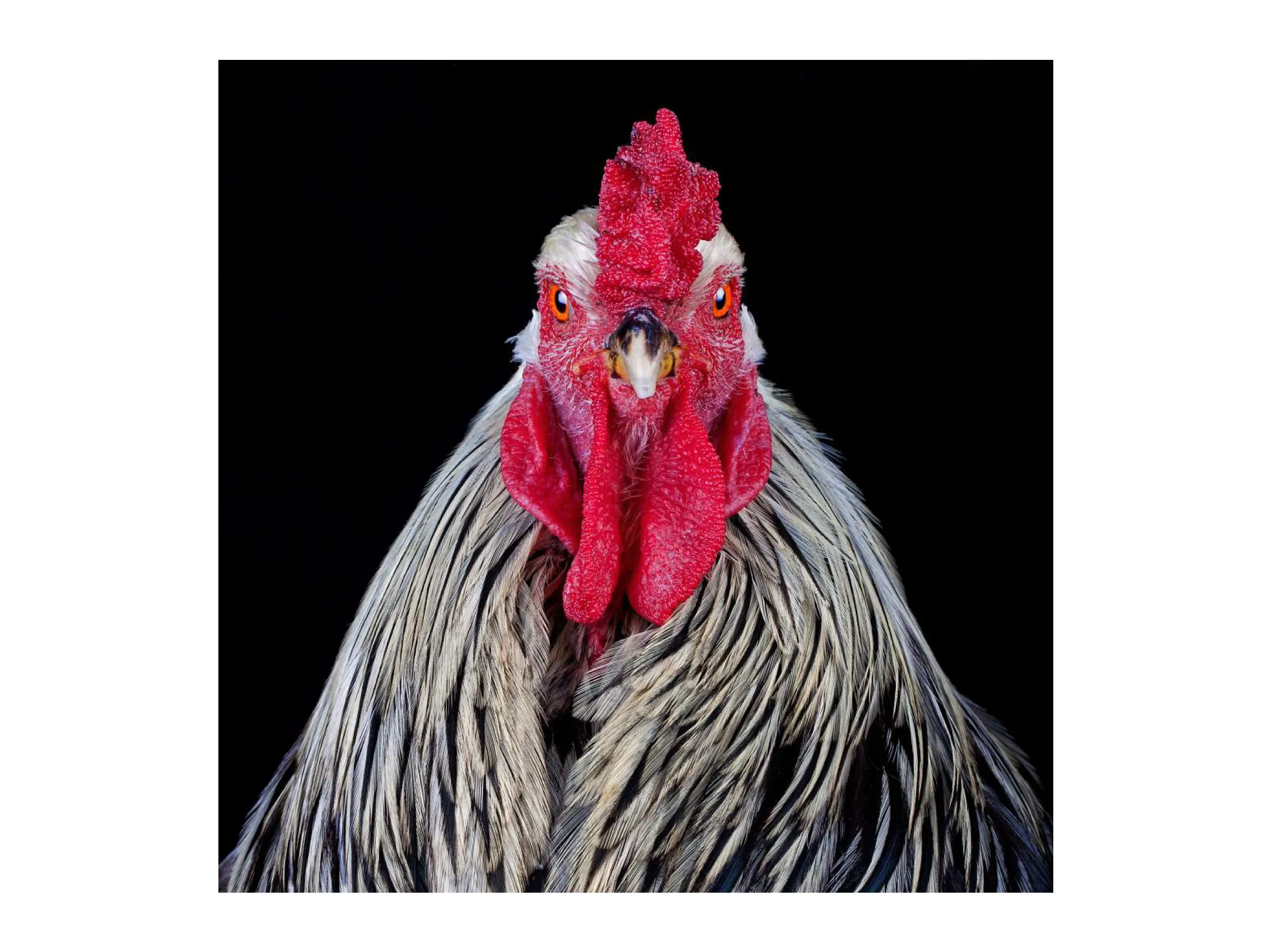 Cocks Headshots#4