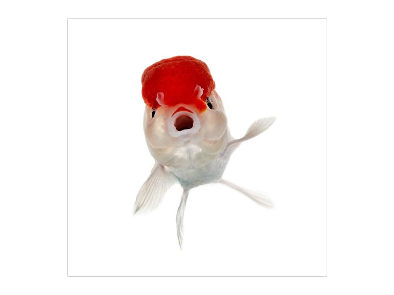The Fish Book#5