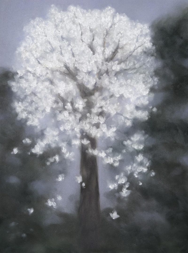 玉兰